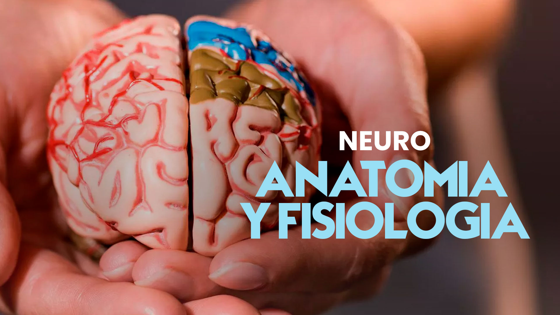 Neuro - Anatomía y fisiología