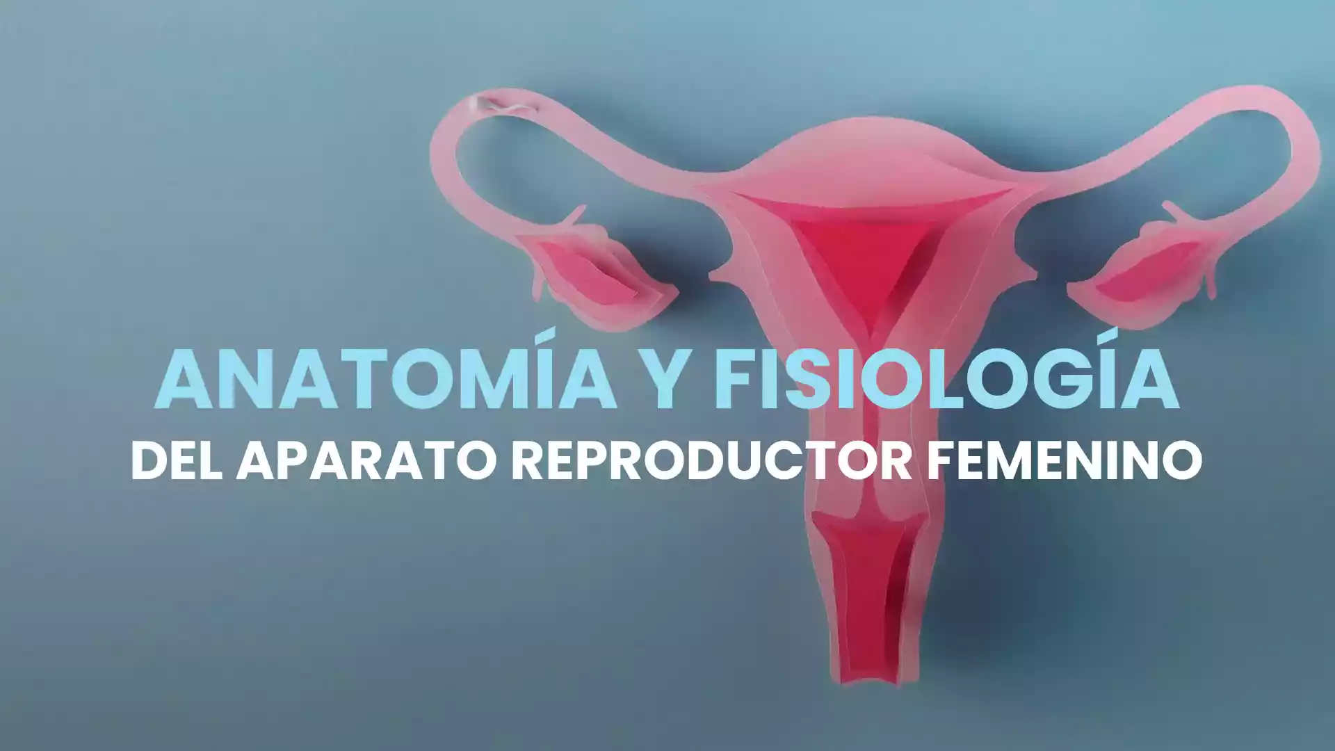 Anatomía y fisiología del aparato reproductor femenino